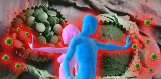 Un estratto di alghe può aiutare a prevenire la reazione immunitaria eccessiva che spesso causa una grave malattia da COVID-19