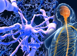 Researchers have identified 40 genes involved in suppression of axon regeneration in central nervous system cells