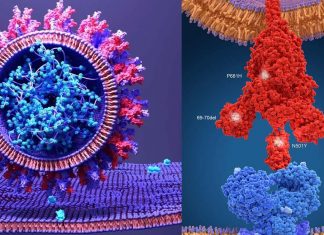 COVID-19: UK – South Africa coronavirus variants escape immunity by N501Y mutation in the receptor binding domain that interacts with the ACE2 receptor
