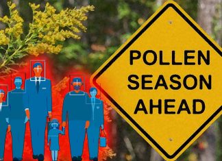 COVID-19 infection rates increase when airborne pollen levels are higher