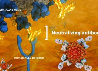 The longevity of functional neutralizing antibodies against SARS-CoV-2 can vary greatly on an individual level