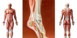 SPARC: therapeutic option to treat tendon injuries
