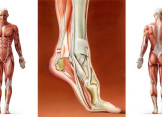 SPARC: therapeutic option to treat tendon injuries