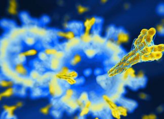 Differenze nella risposta immunitaria al COVID-19 tra le persone senza sintomi e quelle che soffrono di una reazione più grave