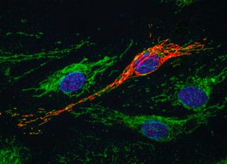 MOCCI: the new mitochondrial peptide plays an important role in regulating inflammation of blood vessel and immunity
