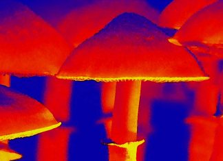 Psilocybin can performs as a leading antidepressant medication in a therapeutic setting