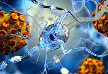 SARS-CoV-2 does not directly infect the brain but can still inflict significant neurological damage