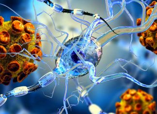SARS-CoV-2 non infetta direttamente il cervello ma può comunque infliggere danni neurologici significativi