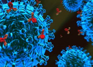 Synthetic STAR T cells showed potent activity against solid tumor cells