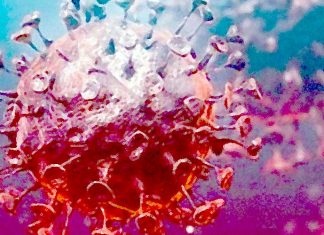 SARS-CoV-2: una molecola naturale può aiutare il coronavirus a sfuggire agli anticorpi