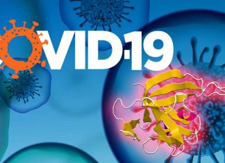Researchers found that interleukin-33 is involved in immunity to SARS-CoV-2