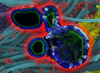 Researchers have identified a set of human genes that fight SARS-CoV-2 infection