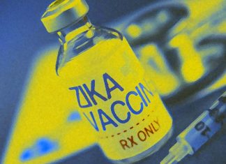 Researchers successfully developed a vaccine against the Zika virus
