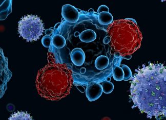 B cell’s fate is determined by epigenetic modifications driven by a protein called DNMT3A