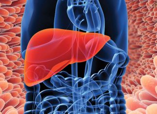 Bile acids curb appetite by entering the brain