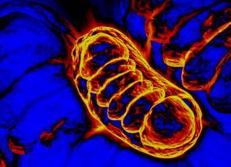 Mitochondrial dysfunction may play an important role in neuropsychiatric disorders