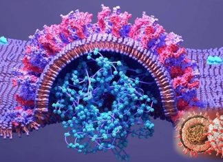 RIG-I limita la replicazione di SARS-CoV-2 nelle cellule polmonari umane