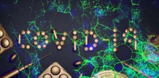 Researchers identify the antimalarial drug amodiaquine as a potent inhibitor of SARS-CoV-2 infection