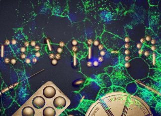 Researchers identify the antimalarial drug amodiaquine as a potent inhibitor of SARS-CoV-2 infection