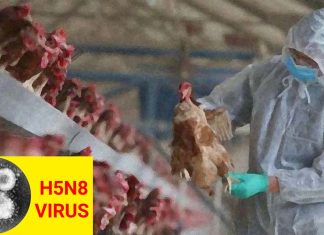 H5N8 strain of avian influenza virus threaten the possibility of another pandemic