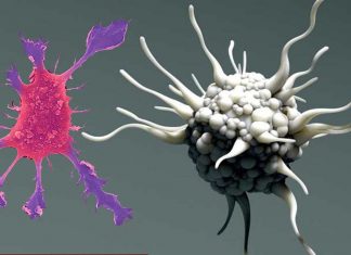 Scientists uncover a new subset of immune system’s dendritic cells