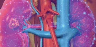 Lipid droplets protect the renal system against damage from excess dietary fats