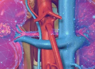 Lipid droplets protect the renal system against damage from excess dietary fats