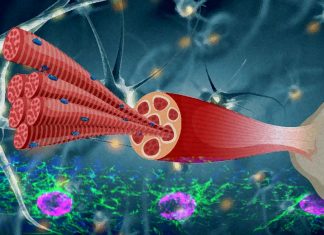 Wnt4 protein plays a vital role in muscle regeneration