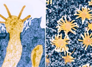 Insulin plays a key role in the maturation and regeneration of immature olfactory sensory neurons