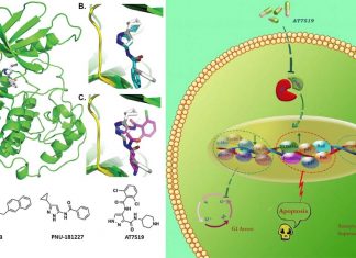 Researchers have identified a novel drug that effectively thwarts pancreatic tumors