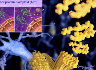 Alzheimer’s: Restore soluble beta-amyloid peptide to cure the disease