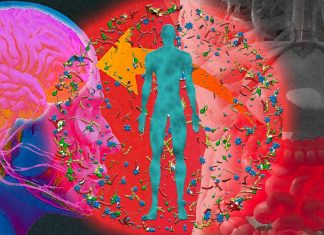 Gut microbe play a key role in supporting the formation of new nerve cells in the adult brain