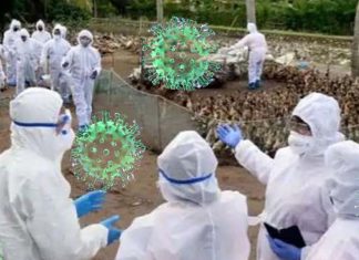 H10N3 bird flu strain: China confirms first human case