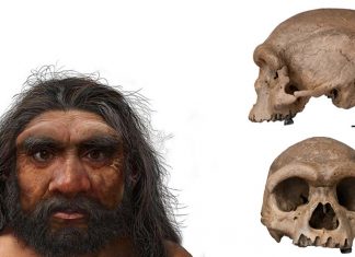 Newly discovered human species named Homo longi or Dragon Man