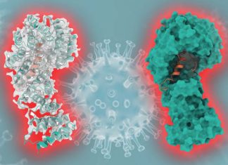 COVID-19: ORF9b peptide may be an ideal target for next-generation vaccines
