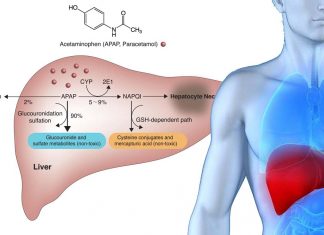 Paracetamol liver damage: blocking IL-11 signaling could have a restorative effect
