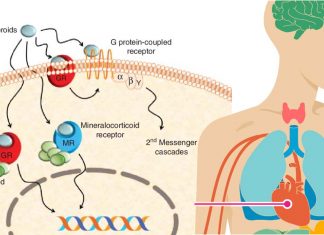 Role of mineralocorticoid receptor (MR) signaling in body’s response to stress