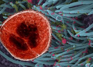 Il virus SARS-CoV-2 è il più adatto per infettare le cellule umane