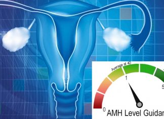 Anti-Müllerian hormone (AMH) might play a role in developing a novel contraceptive and treat infertility