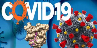Researchers accurately characterized how COVID-19 attacks lung tissues