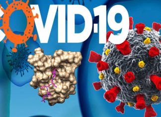 Researchers accurately characterized how COVID-19 attacks lung tissues