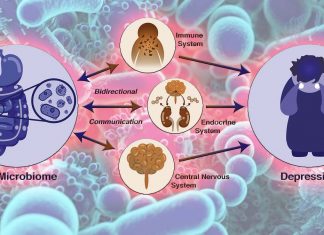 Il microbioma intestinale influenza la fisiologia e gli eventi molecolari in tutto il corpo inclusa la depressione