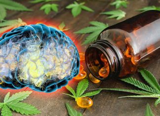 Una nuova capsula di cannabidiolo può aiutare a curare disturbi neurologici come l’Alzheimer – la sclerosi multipla – TBI