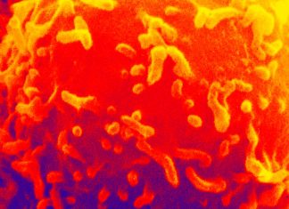 Type 1 diabetes (T1D): β cell-reactive autoantibodies can be detected in circulating blood months to years before diagnosis