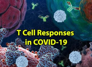 Covid-19: T cells are a crucial component of a successful immune response