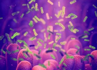 Gut microbiome are heritable