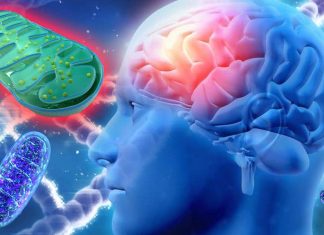 Mitochondrial Malfunction Cause Parkinson’s Disease