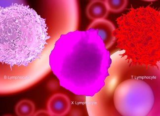 T cell exhaustion refers to their dysfunction