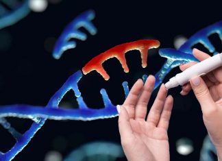 The genetic variant GIGYF1 leads to 30% the risk of developing type 2 diabetes