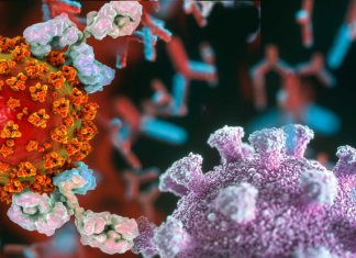 New blood test can measure the amount of SARS-CoV-2 neutralizing antibodies present in the bloodstream